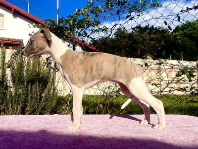 Les chiots de Whippet