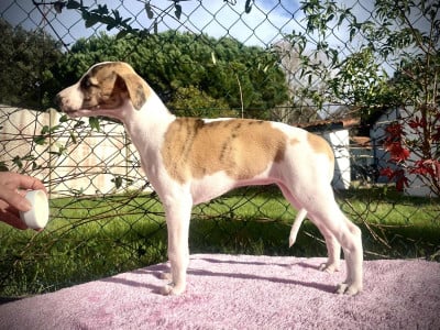 Les chiots de Whippet