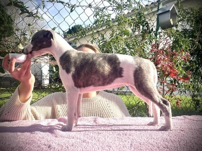 Les chiots de Whippet