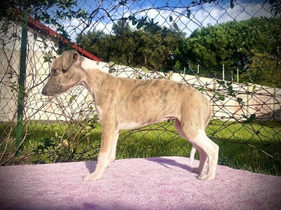 Les chiots de Whippet