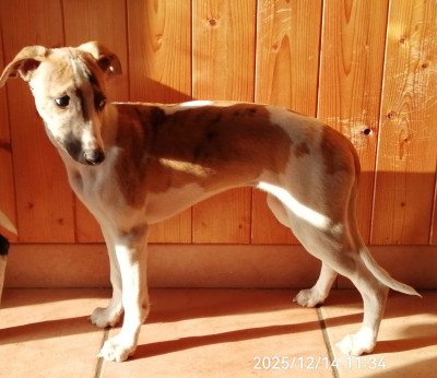 Les chiots de Whippet