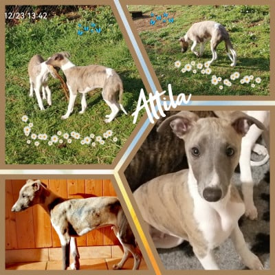 Les chiots de Whippet