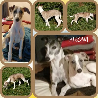 Les chiots de Whippet