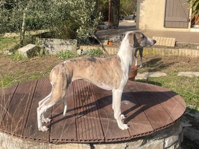 Les chiots de Whippet