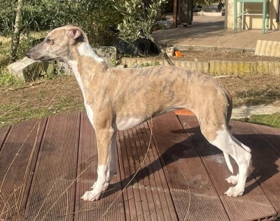 Les chiots de Whippet