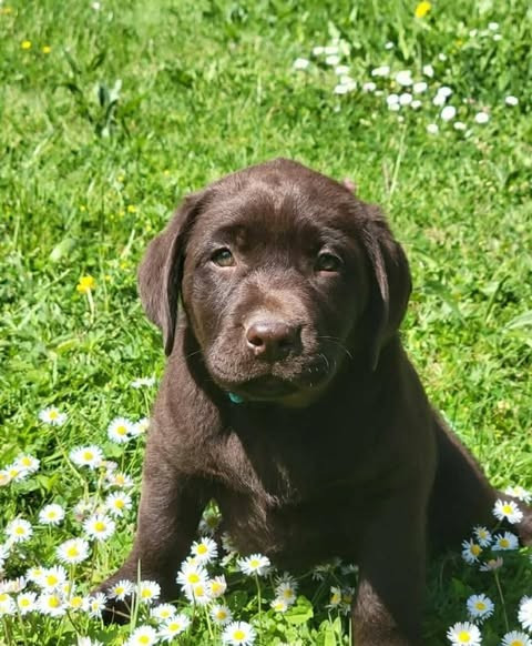 Labrador Retriever - Du Domaine De Daisy