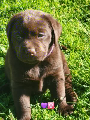 Les chiots de Labrador Retriever