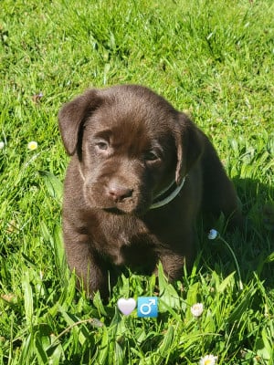 Les chiots de Labrador Retriever