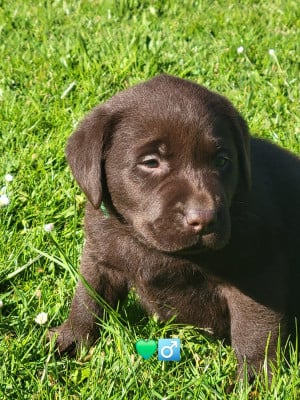 Les chiots de Labrador Retriever