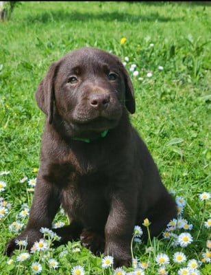 Les chiots de Labrador Retriever