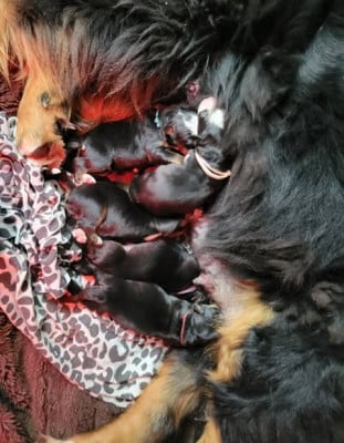 Les chiots de Bouvier Bernois