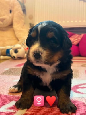 Les chiots de Bouvier Bernois
