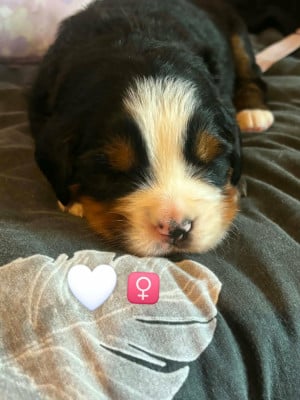 Les chiots de Bouvier Bernois