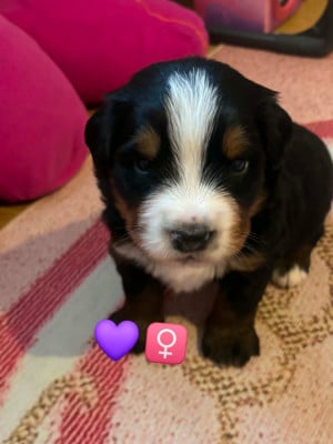 Les chiots de Bouvier Bernois