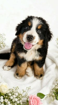 Les chiots de Bouvier Bernois