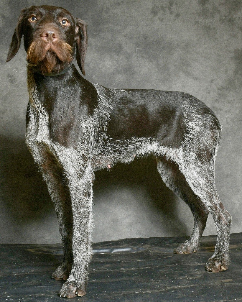 CH. Talba d'Edennefamily