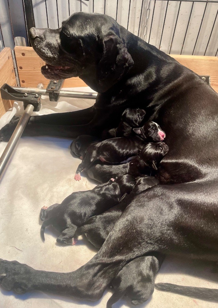 Néna du bois de la Hulaine