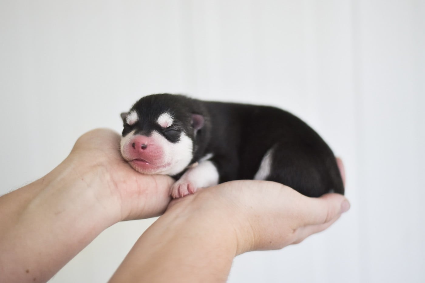 Keeper Show Bobbidi-Boo - Siberian Husky