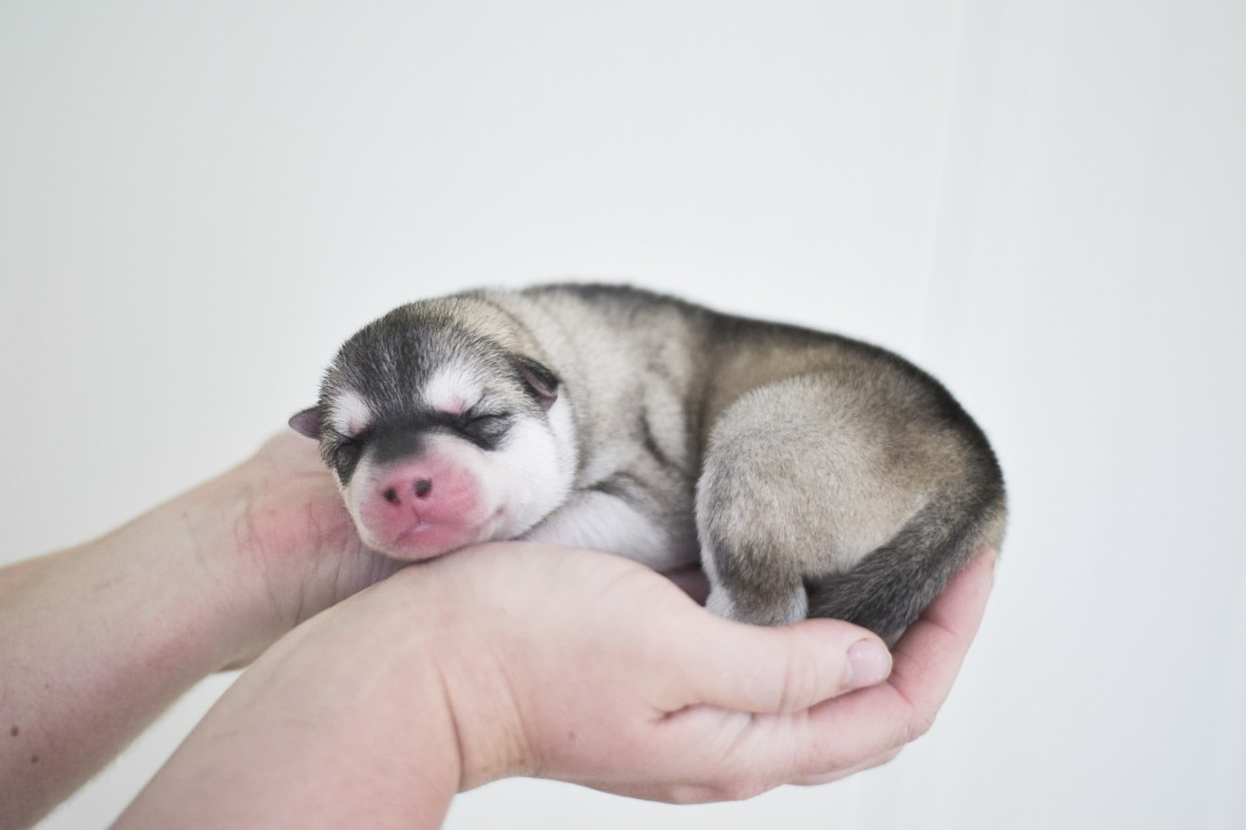 Keeper Show Blast Hoop - Siberian Husky