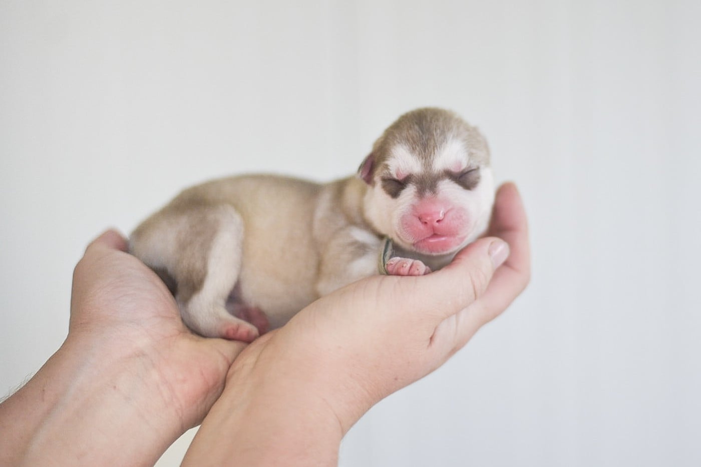 Keeper Show Big Red - Siberian Husky