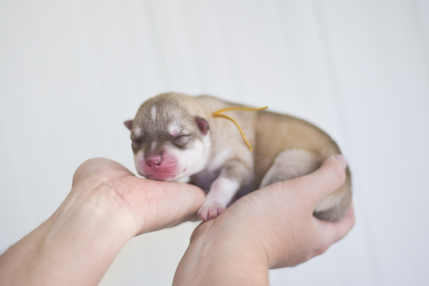 Keeper Show Brimstone Fire - Siberian Husky