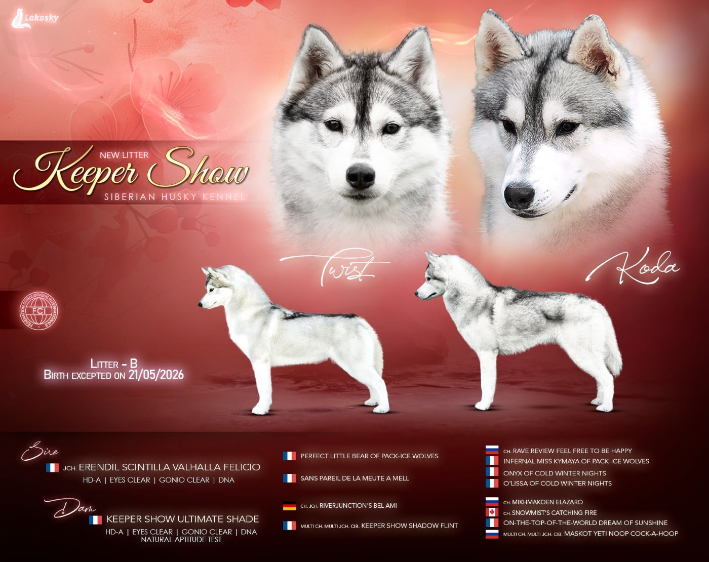 Siberian Husky - Keeper Show