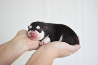 Les chiots de Siberian Husky
