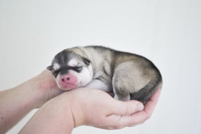 Les chiots de Siberian Husky