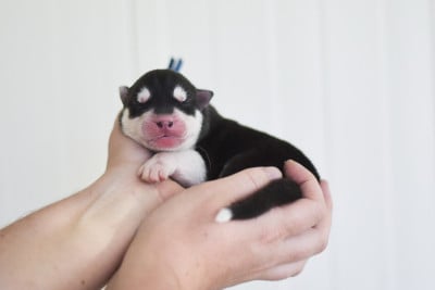 Les chiots de Siberian Husky