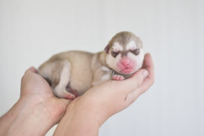 Les chiots de Siberian Husky