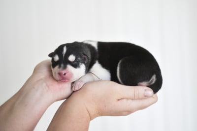 Les chiots de Siberian Husky