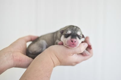 Les chiots de Siberian Husky