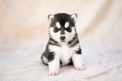 Les chiots de Siberian Husky
