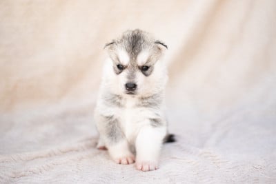 Les chiots de Siberian Husky