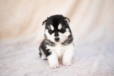 Les chiots de Siberian Husky