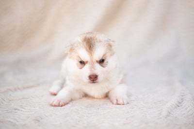 Les chiots de Siberian Husky