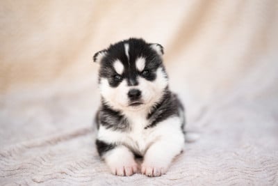 Les chiots de Siberian Husky