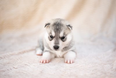Les chiots de Siberian Husky