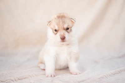 Les chiots de Siberian Husky