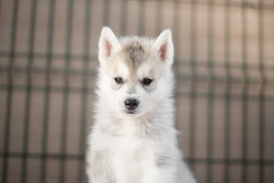 Les chiots de Siberian Husky