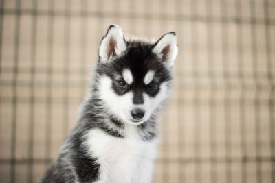 Les chiots de Siberian Husky