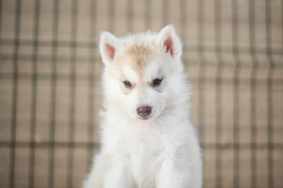 Les chiots de Siberian Husky