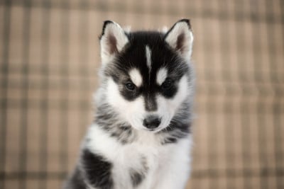 Les chiots de Siberian Husky