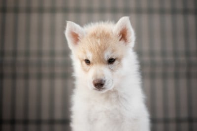 Les chiots de Siberian Husky