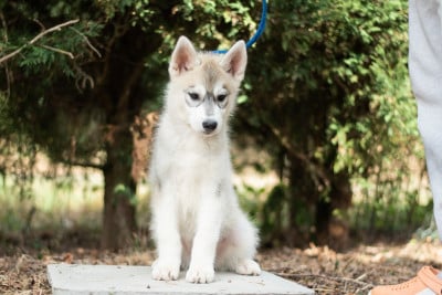 Les chiots de Siberian Husky