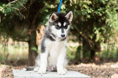Les chiots de Siberian Husky