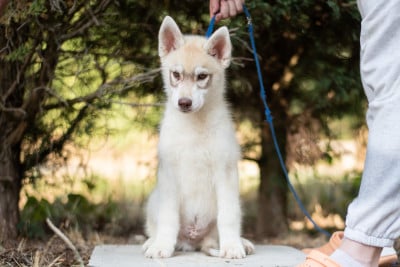 Les chiots de Siberian Husky