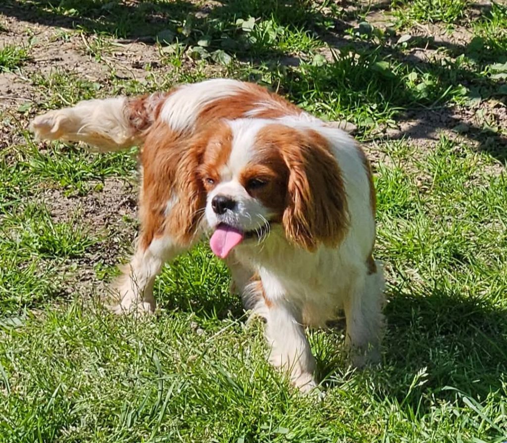 Utopia de l'eden de malizia