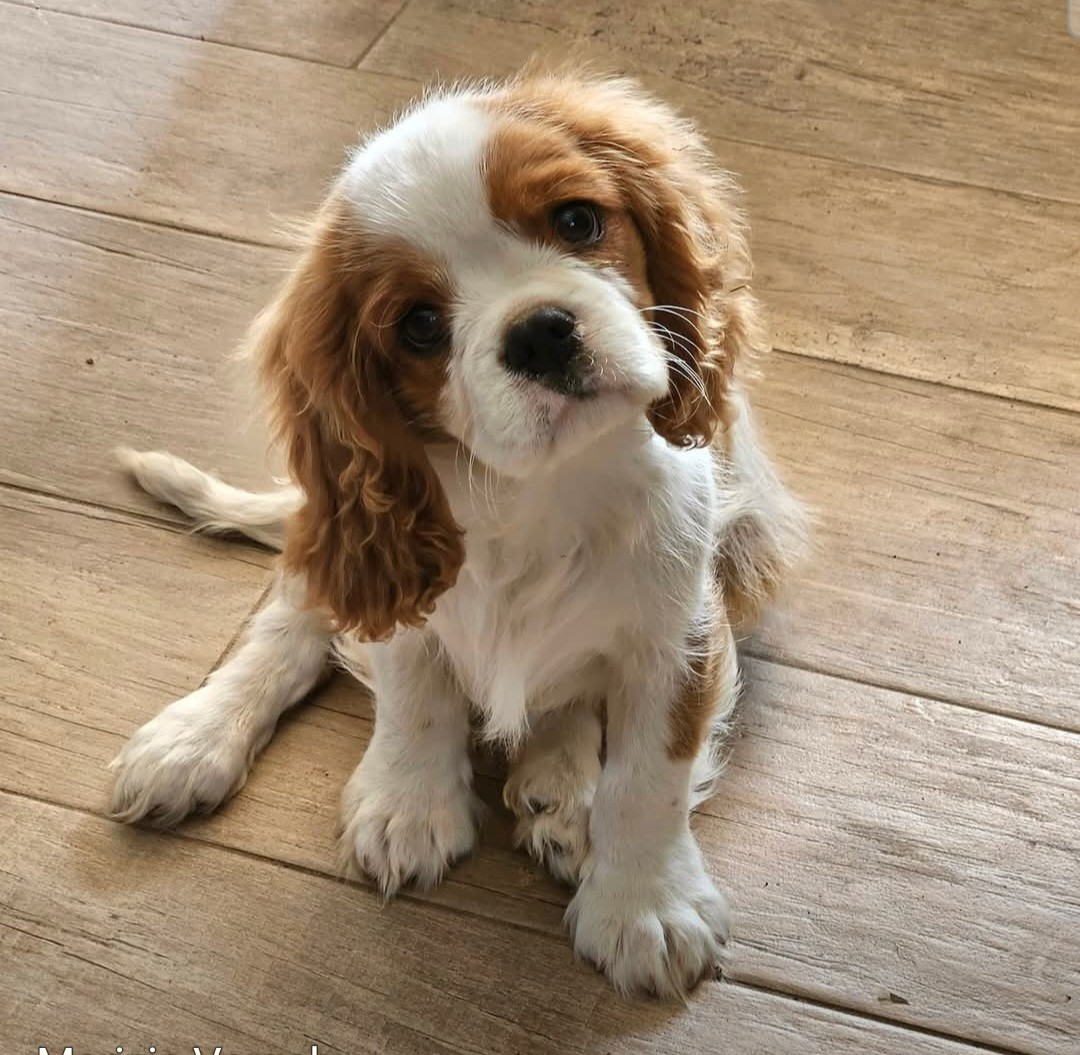 UGGY de l'eden de malizia