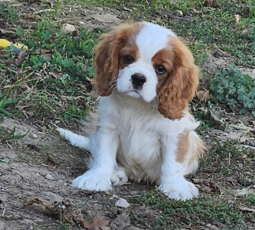 UGGY de l'eden de malizia